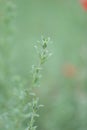 California fuchsia Epilobium canum, close-up twig